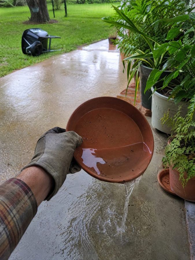 Pouring standing water out of a plant saucer